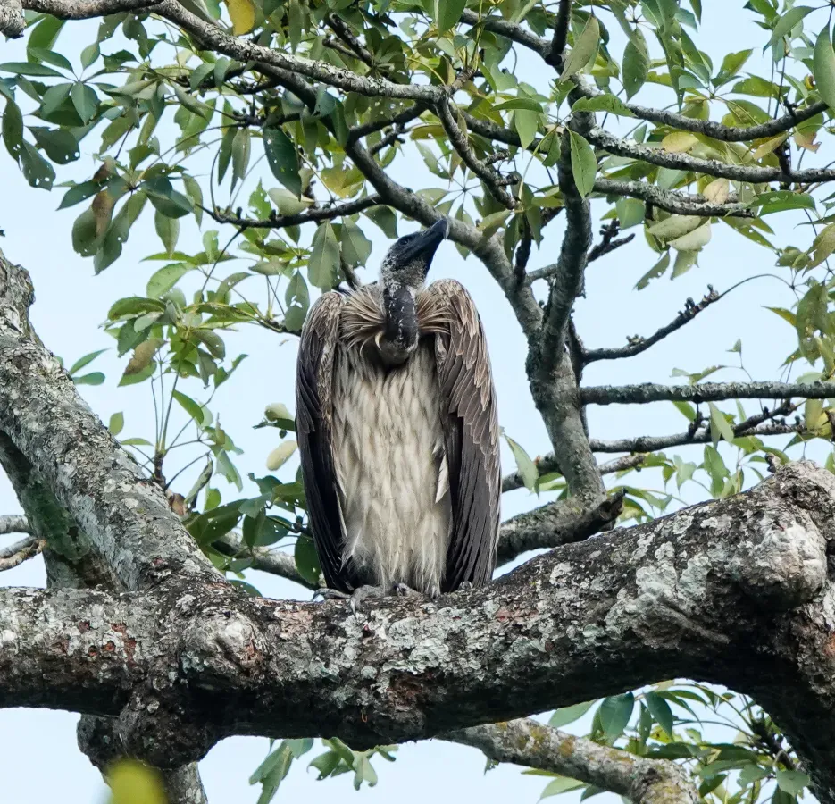 File:Gyps tenuirostris 176449982.jpg