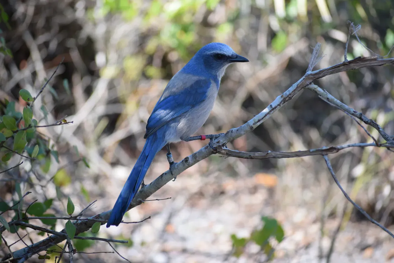 File:Aphelocoma coerulescens 171238043.jpg