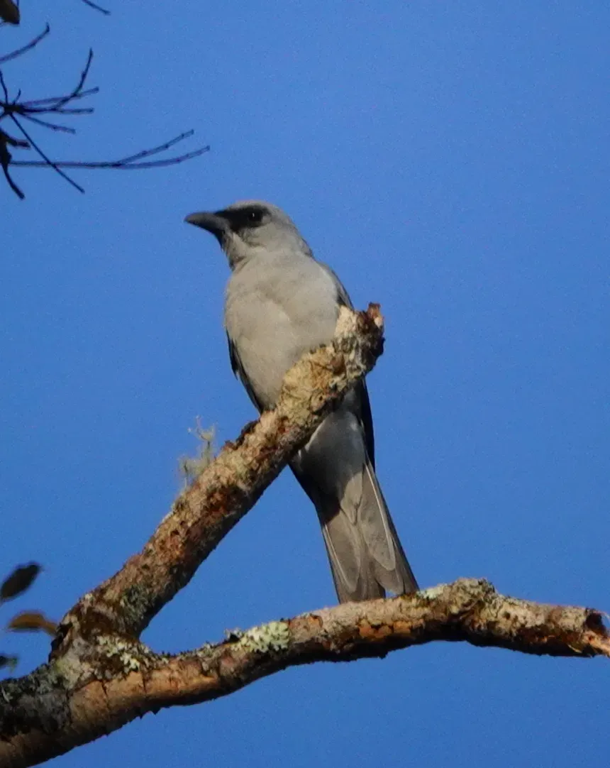 File:Coracina fortis 247557874.jpg