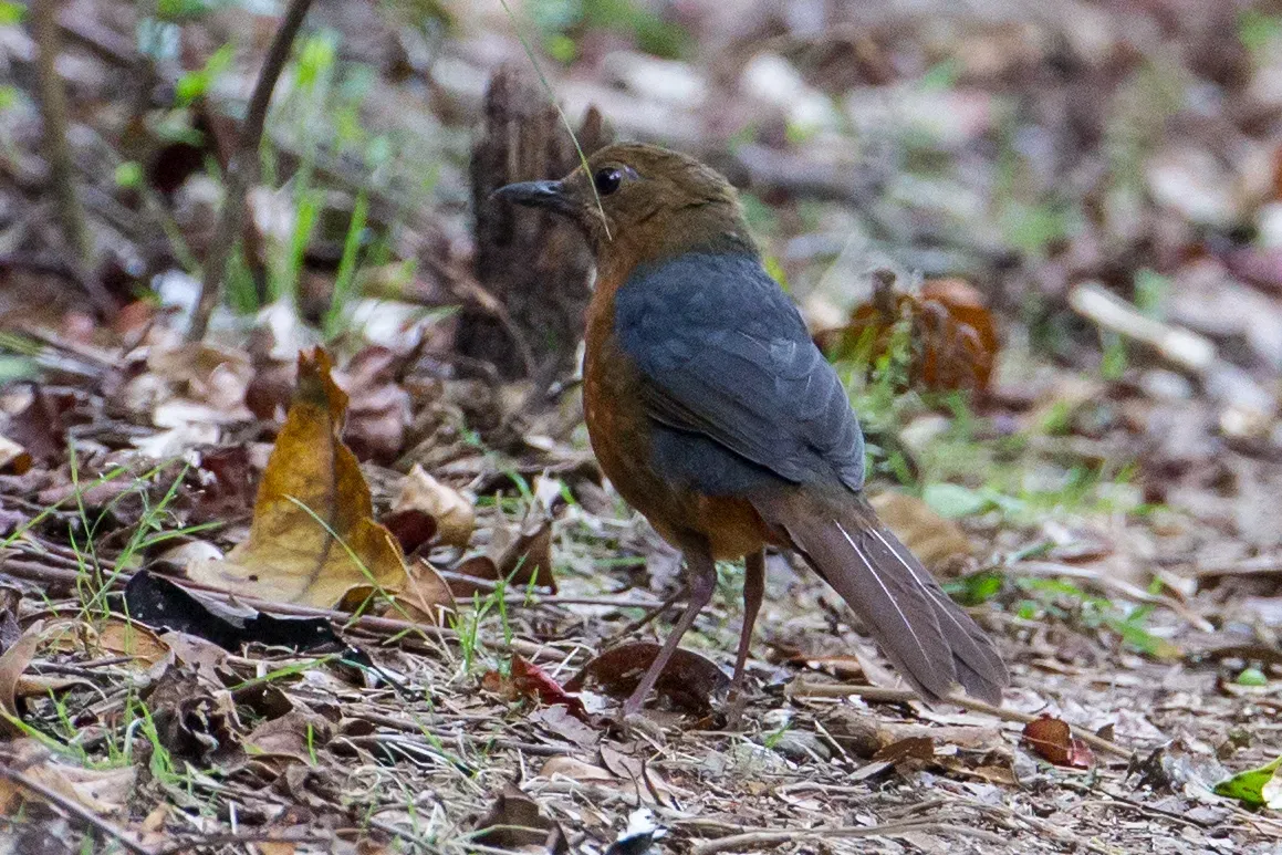 File:Zoothera heinrichi 107806041.jpg