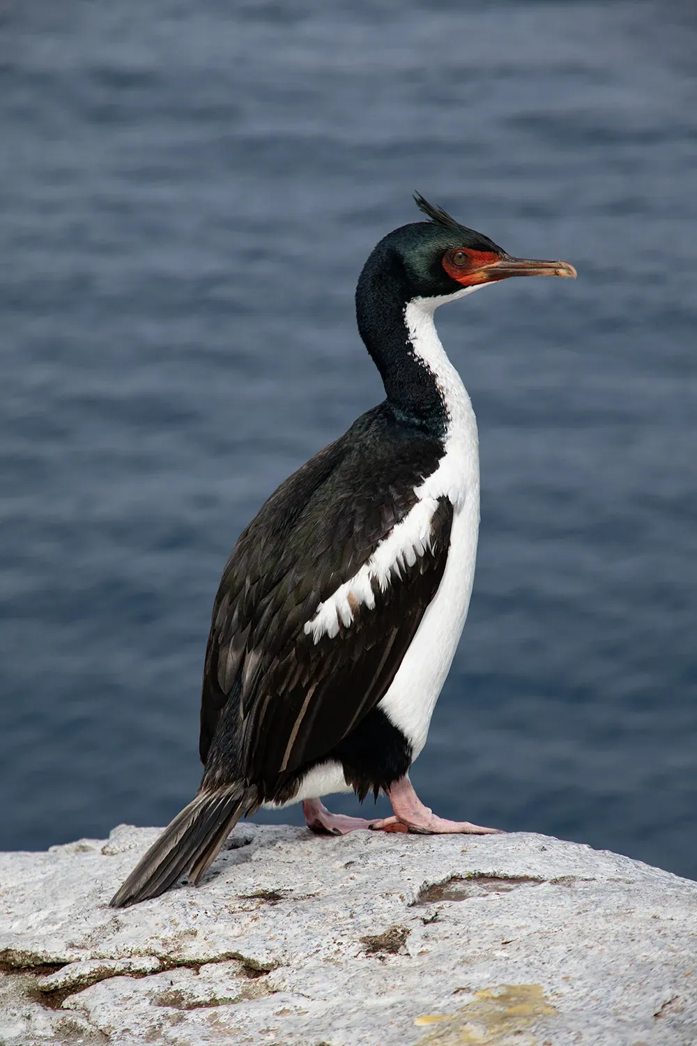 File:Leucocarbo-ranfurlyi-MATTERN.jpg