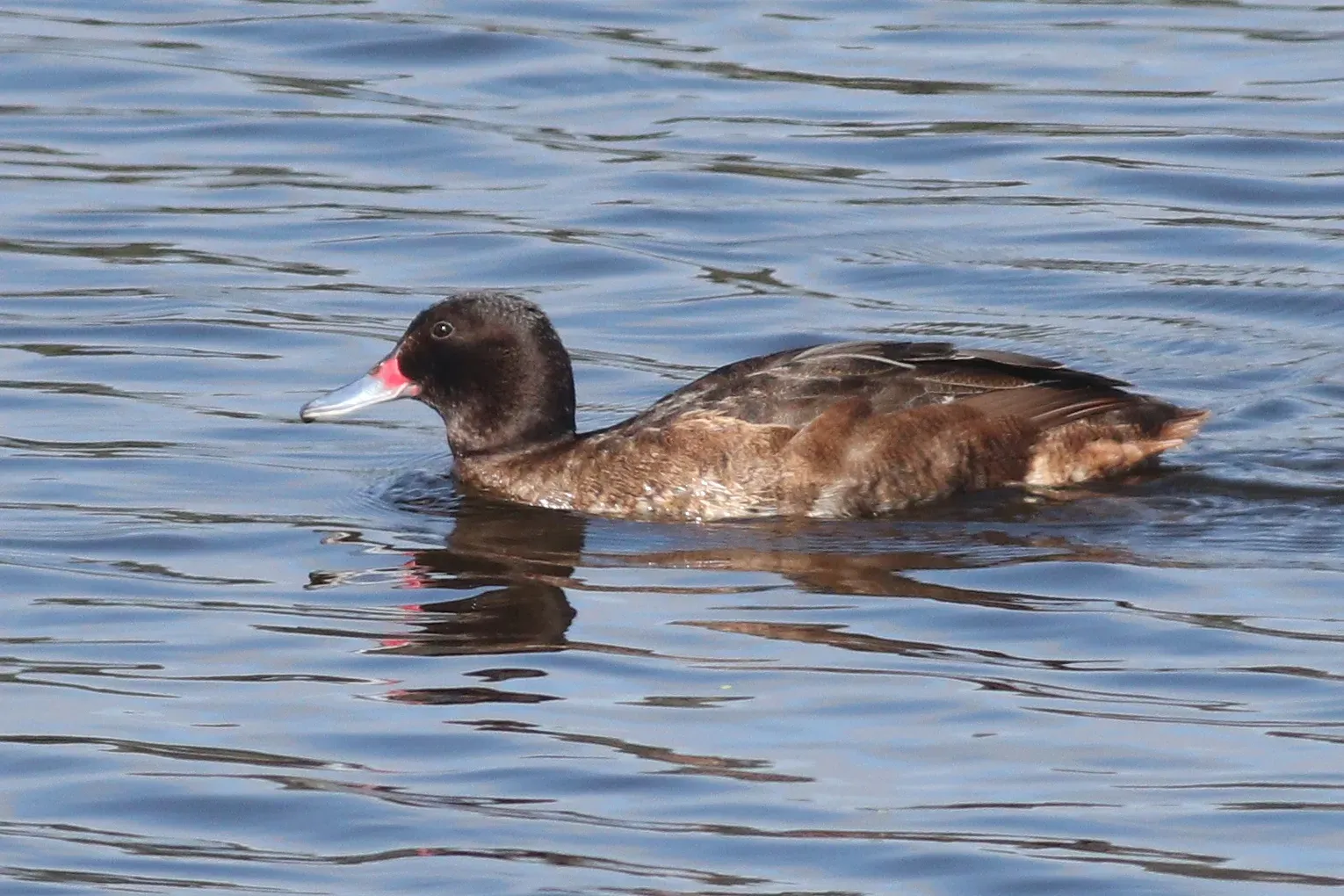 File:Heteronetta atricapilla 117507900.jpg