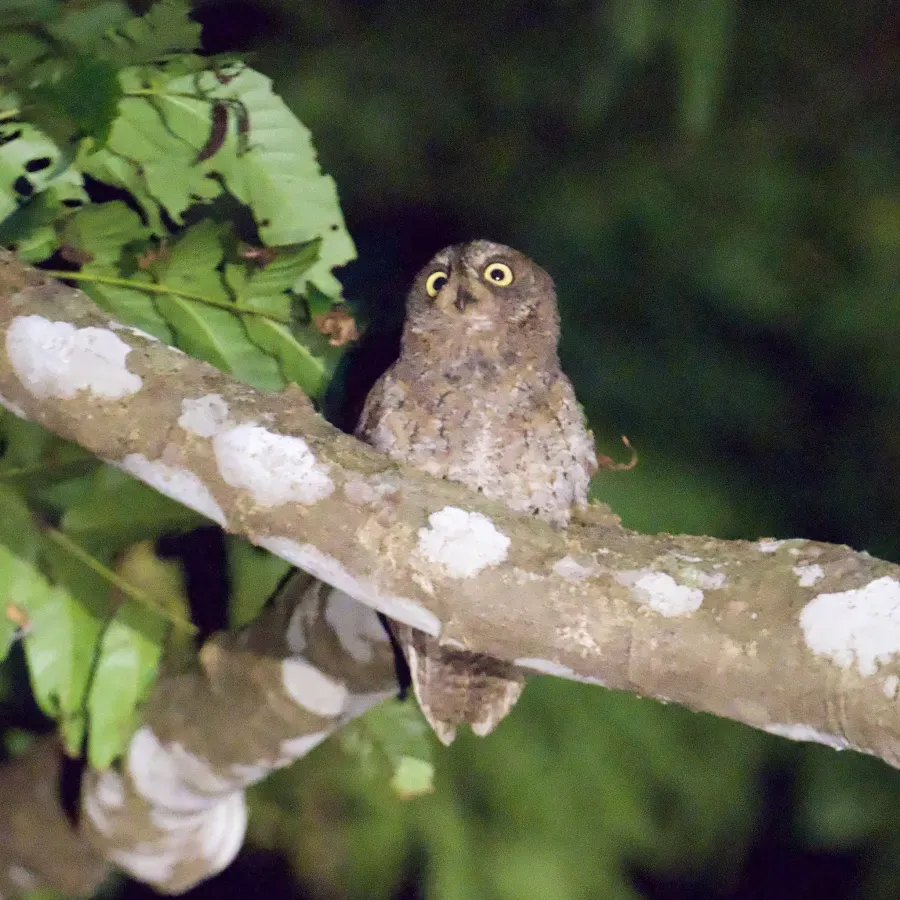 File:Otus elegans botelensis 216595152.jpg