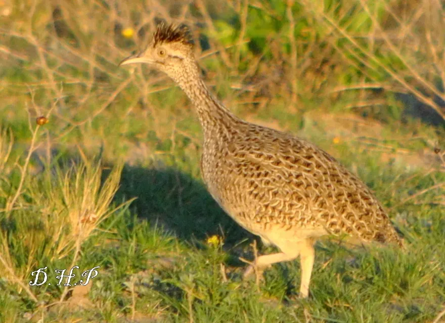 File:Nothoprocta cinerascens 116404954.jpg