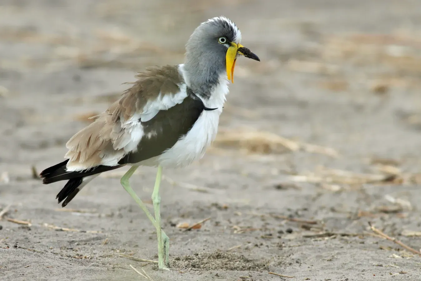 File:Vanellus albiceps 116431732.jpg