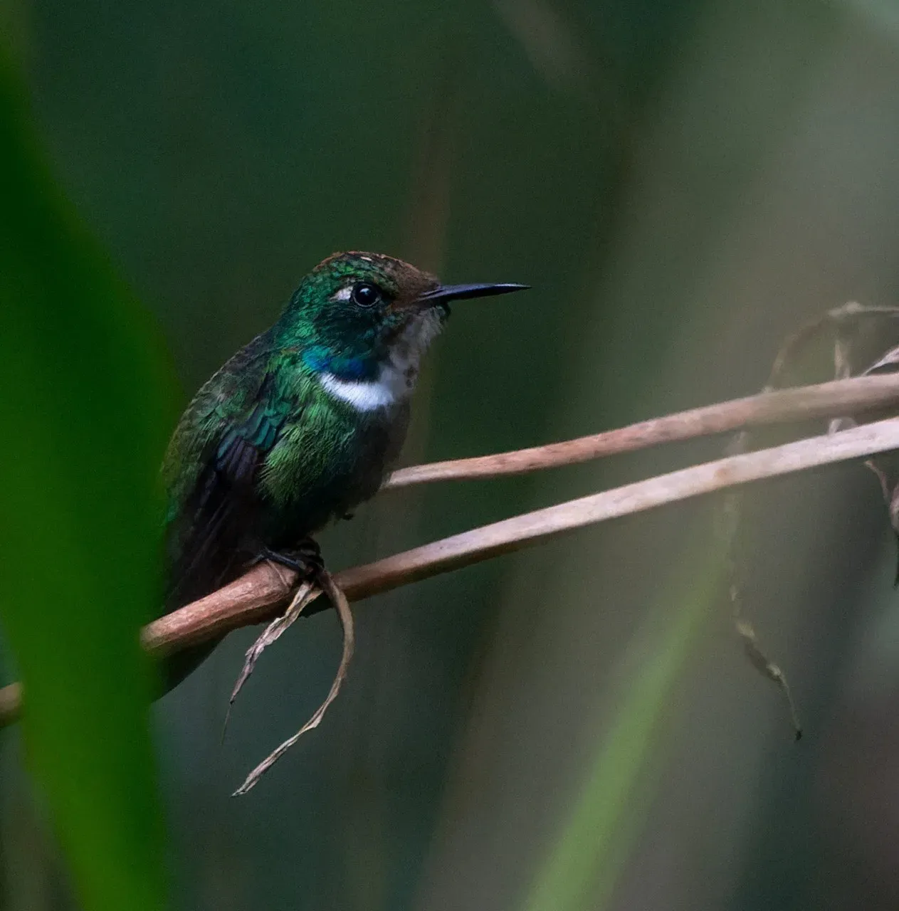 File:Schistes albogularis 233095033.jpg