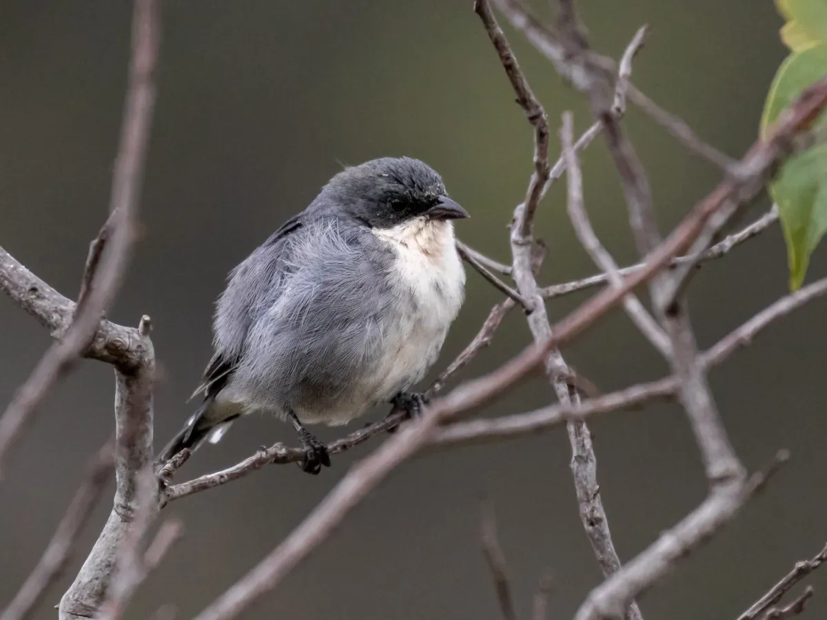 File:Microspingus cinereus Cinereous Warbling-Finch; Botumirim State Park, Minas Gerais, Brazil.jpg