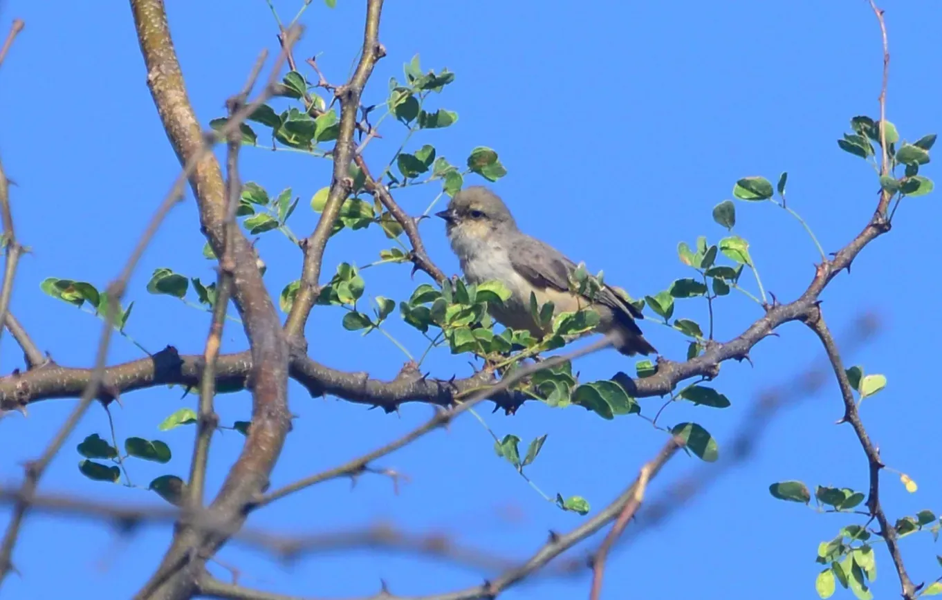 File:Anthoscopus musculus 129982645.jpg