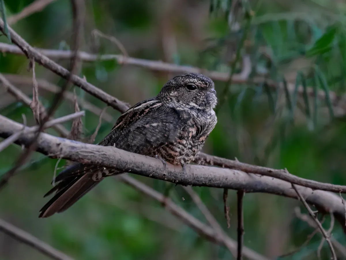 File:Nyctiprogne vielliardi Bahian Nighthawk; São Francisco river, Januária, Minas Gerais, Brazil.jpg