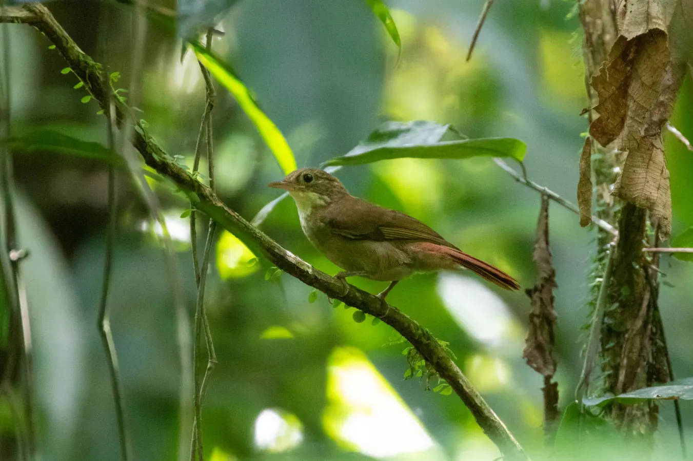 File:Automolus infuscatus 95308384.jpg