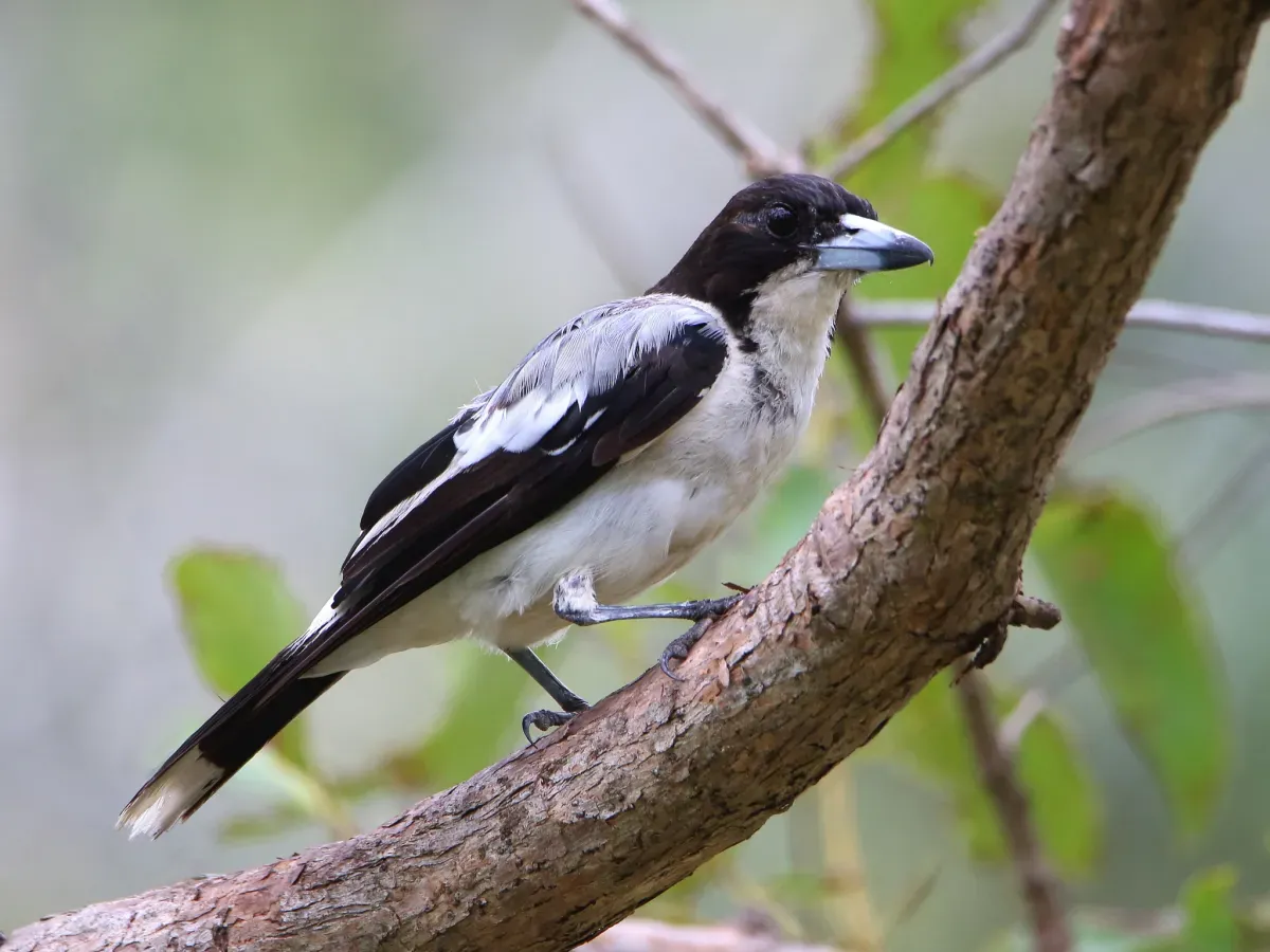 File:Cracticus argenteus 58091634.jpg