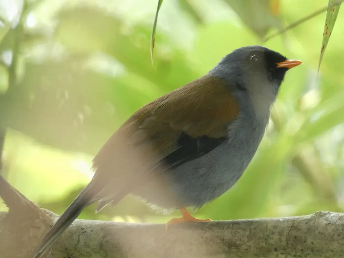 File:Myadestes coloratus.jpg