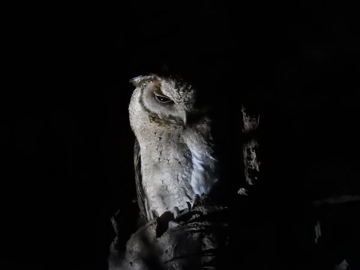 File:Indian Scops Owl Otus bakkamoena Sundarbans 01.jpg