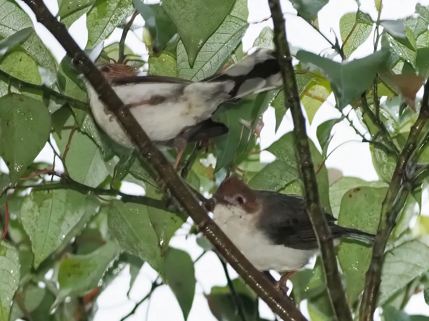 File:Staphida everetti.jpg