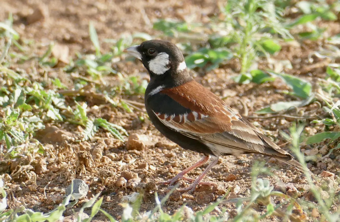 File:Chestnut-backed Sparrow-Lark (Eremopterix leucotis) (52745043316).jpg