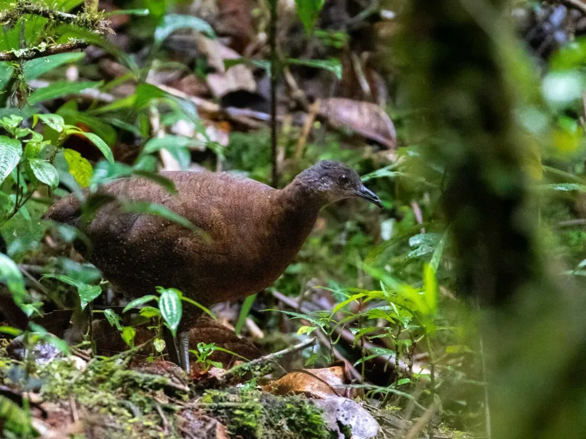 File:Nothocercus nigrocapillus 113967158.jpg