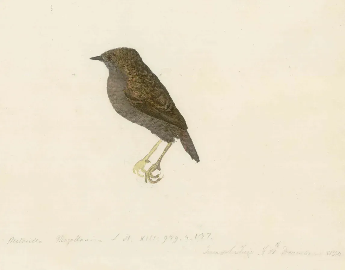 File:Forster Scytalopus magellanicus.jpg
