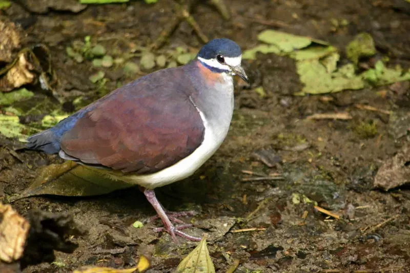 File:Geotrygon purpurata DT -P Milpe-Pachijal- (1) (20235252084).jpg