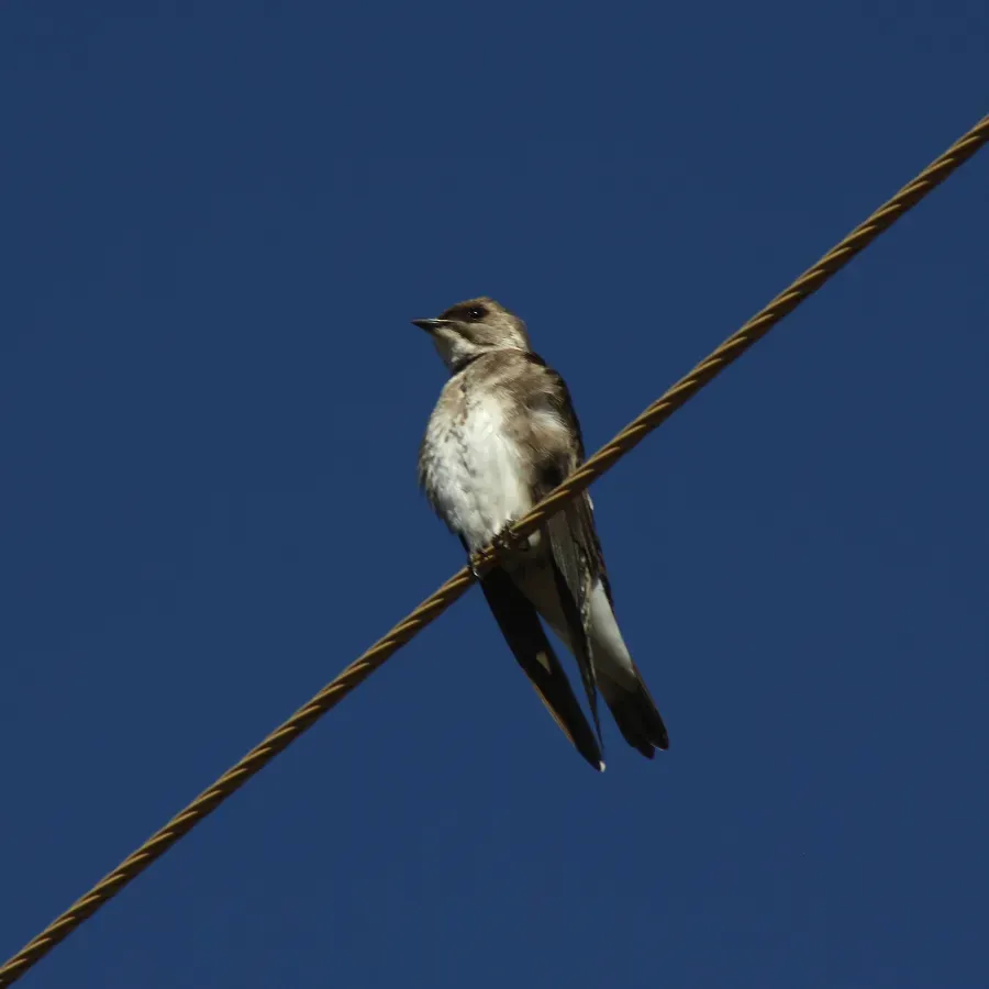 File:Brown-chested Martin? or Andorinha-do-campo (Progne tapera) (19670187204).jpg