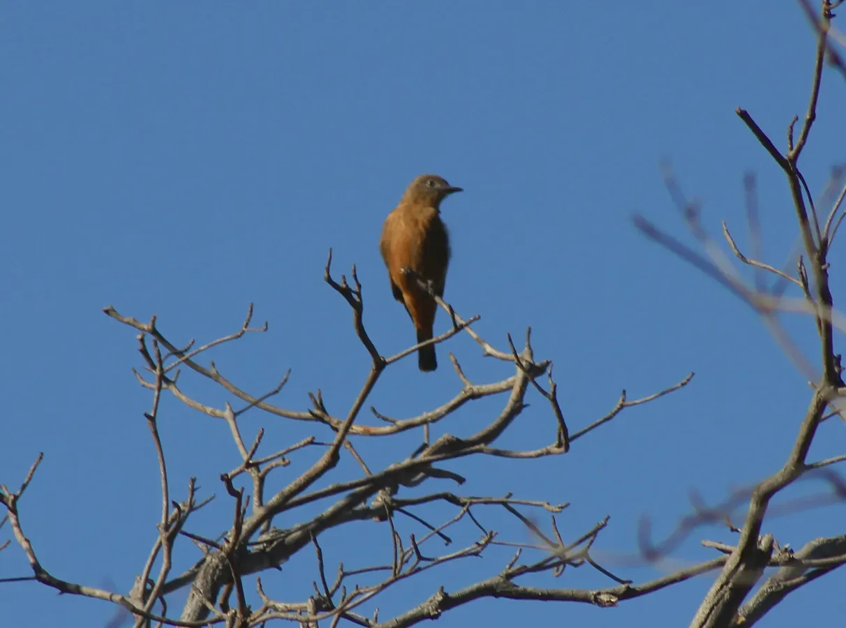 File:Cliff Flycatcher or Gibão-de-Couro, (Hirundinea ferruginea) (20183887298).jpg