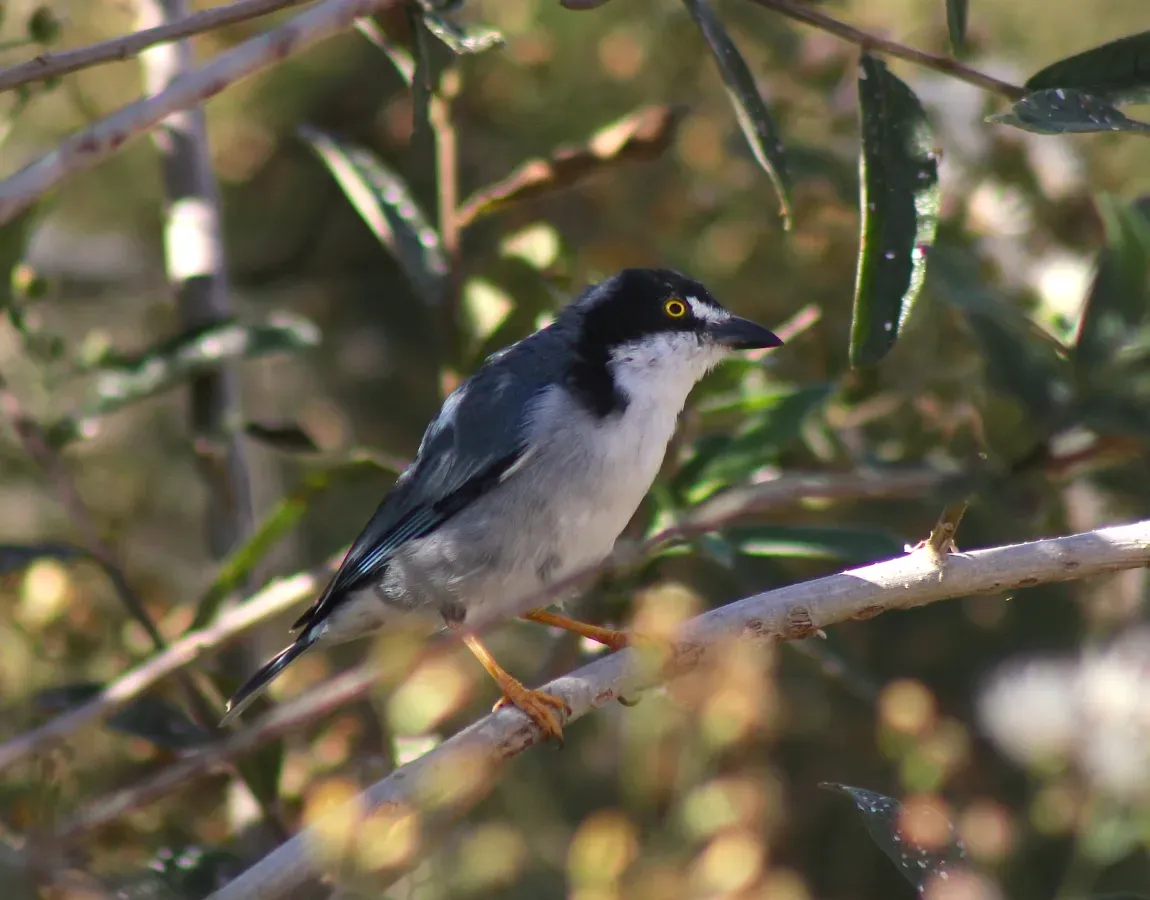 File:Hooded Tanager or Saíra-de-chapéu-preto (Nemosia pileata) (20373982896).jpg