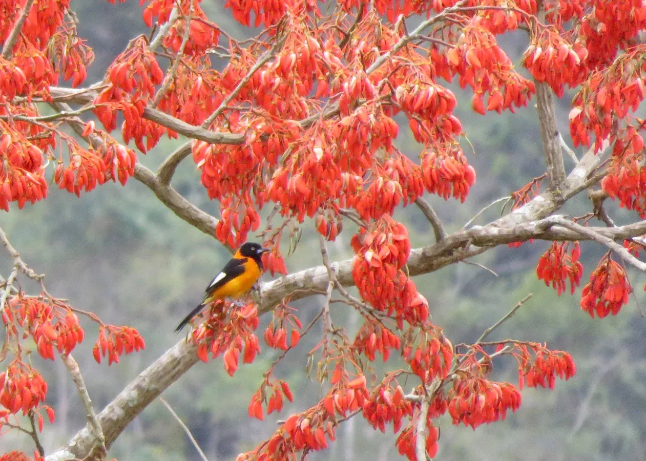 File:Campo Troupial or Corrupião (Icterus jamacaii) (20446196278).jpg