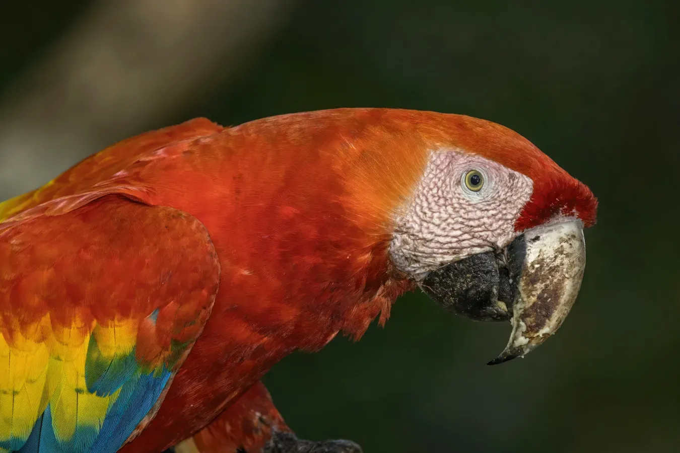 File:Scarlet macaw (Ara macao cyanopterus) head Copan.jpg