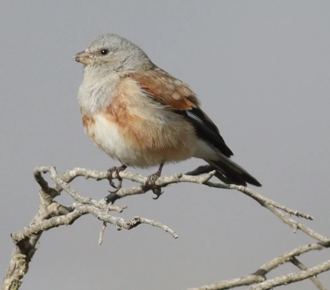 File:Linaria yemenensis 261076382.jpg
