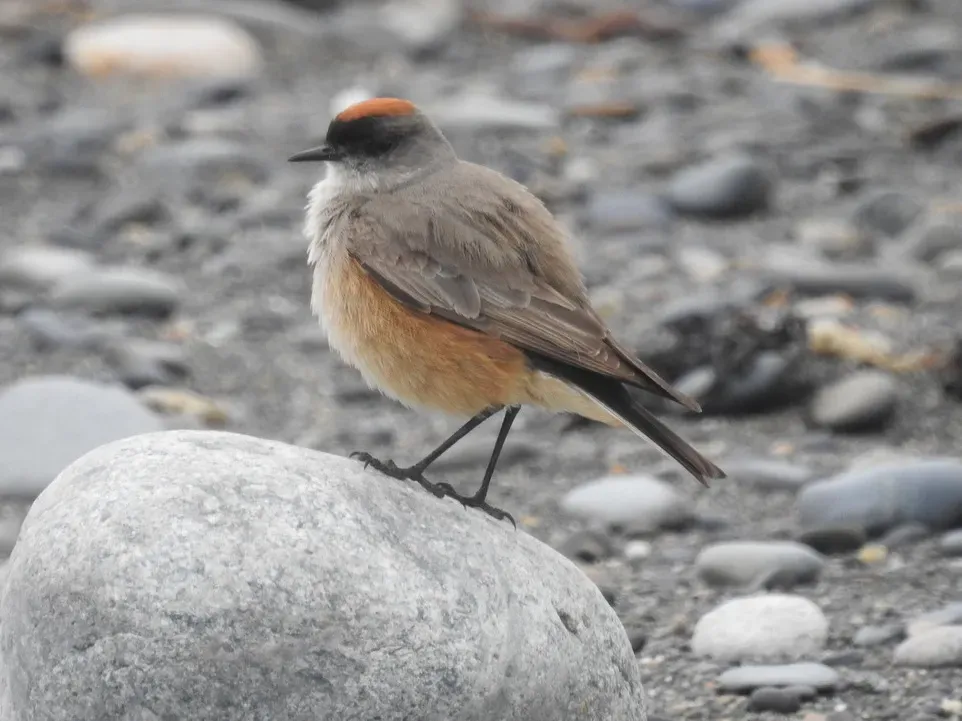 File:Muscisaxicola capistratus Cinnamon-bellied Ground-Tyrant; Tierra del Fuego, Argentina.jpg