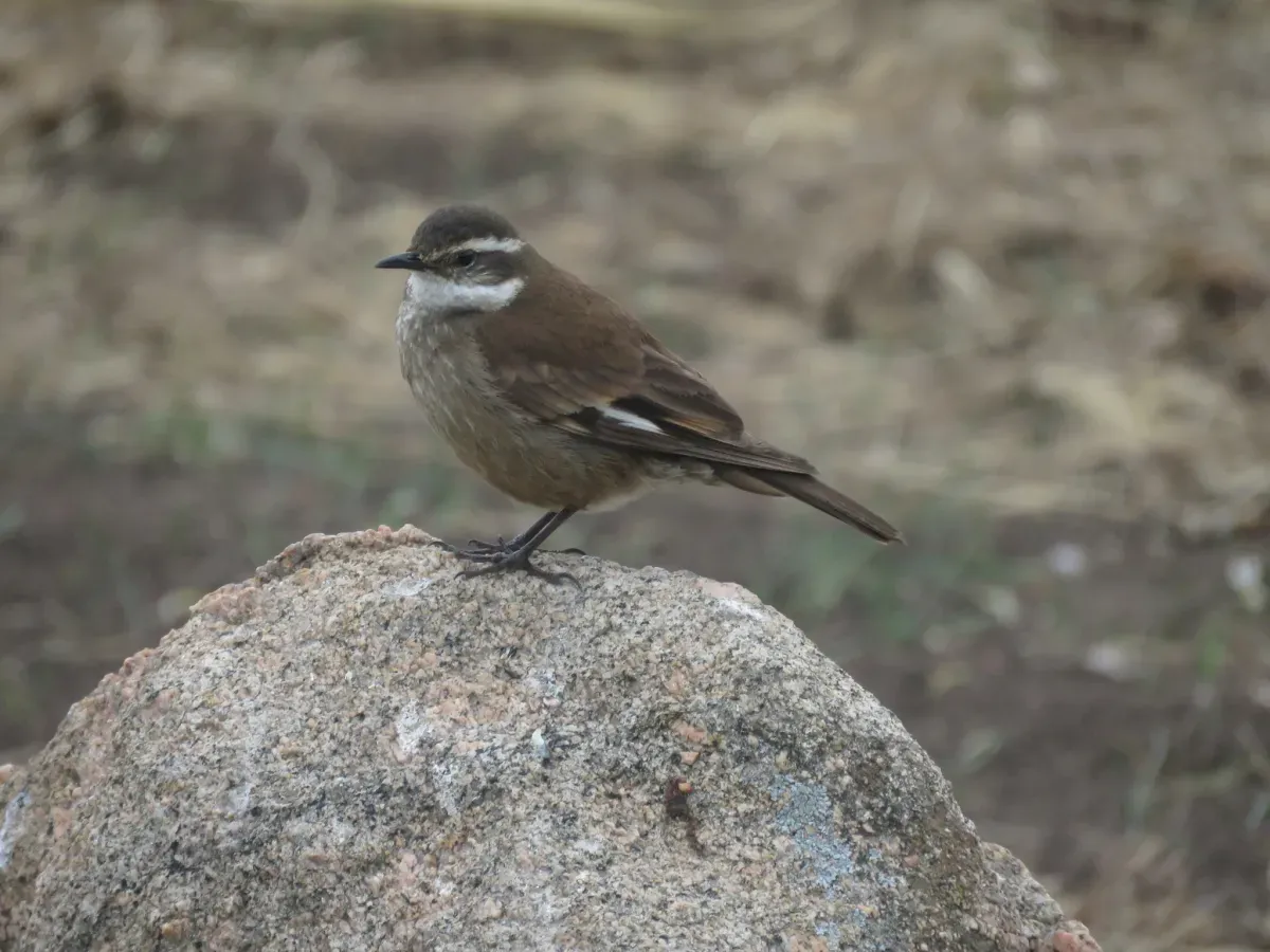 File:Cinclodes olrogi 27152631.jpg