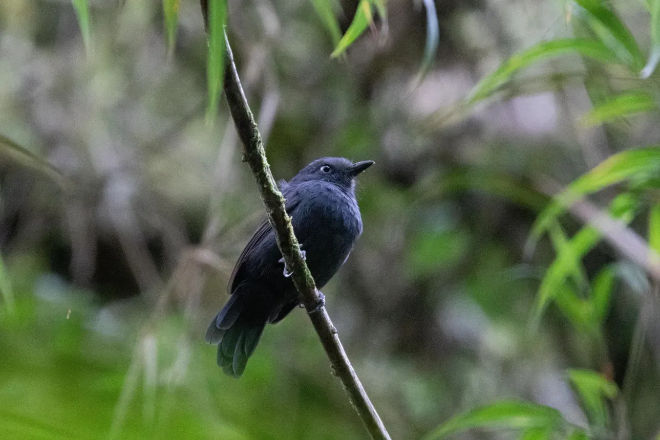 File:Thamnophilus unicolor 114526364.jpg