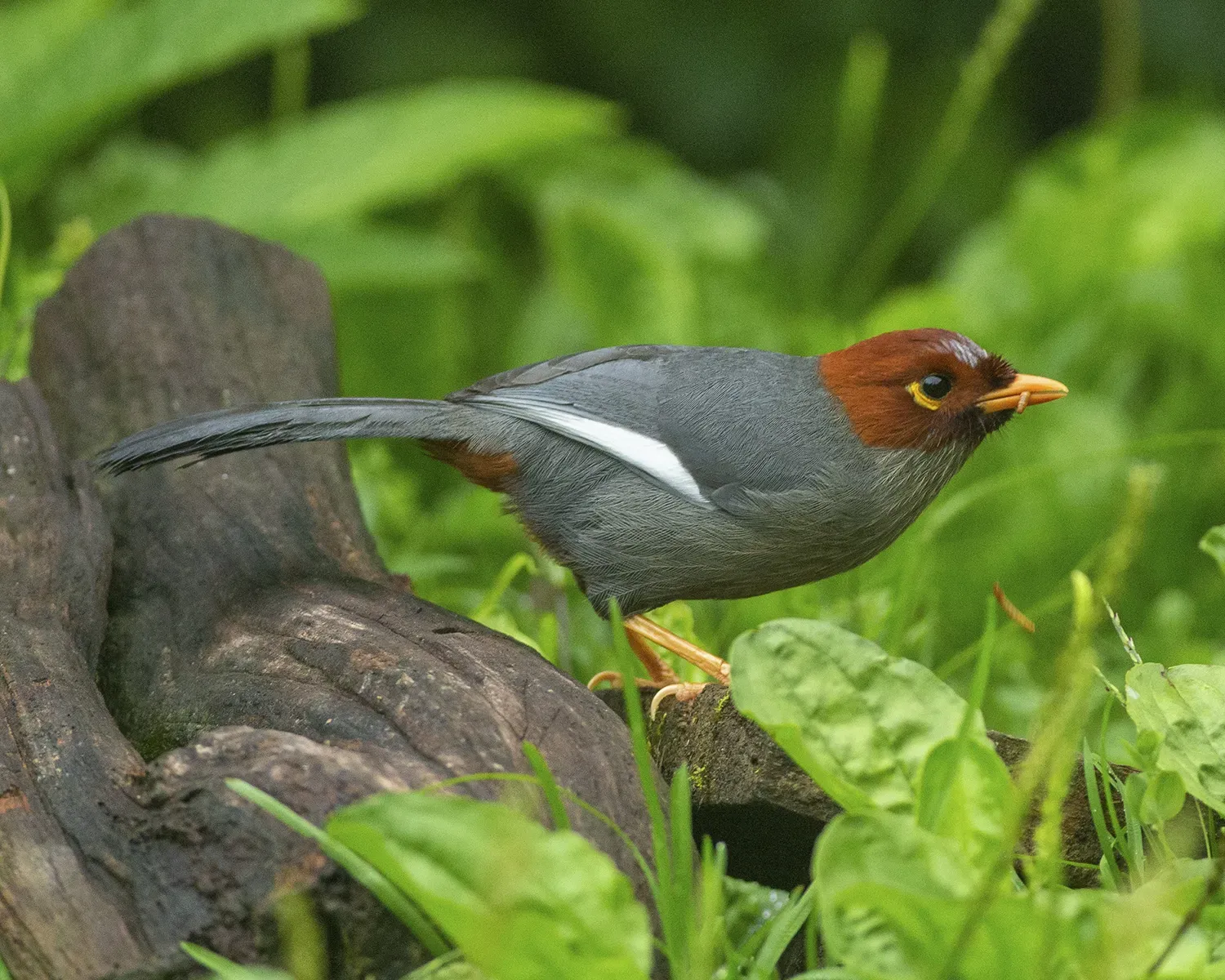 File:Chestnut hooded laughing thrush (Pterorhinus treacheri) is endemic to Borneo. (49089748878).jpg