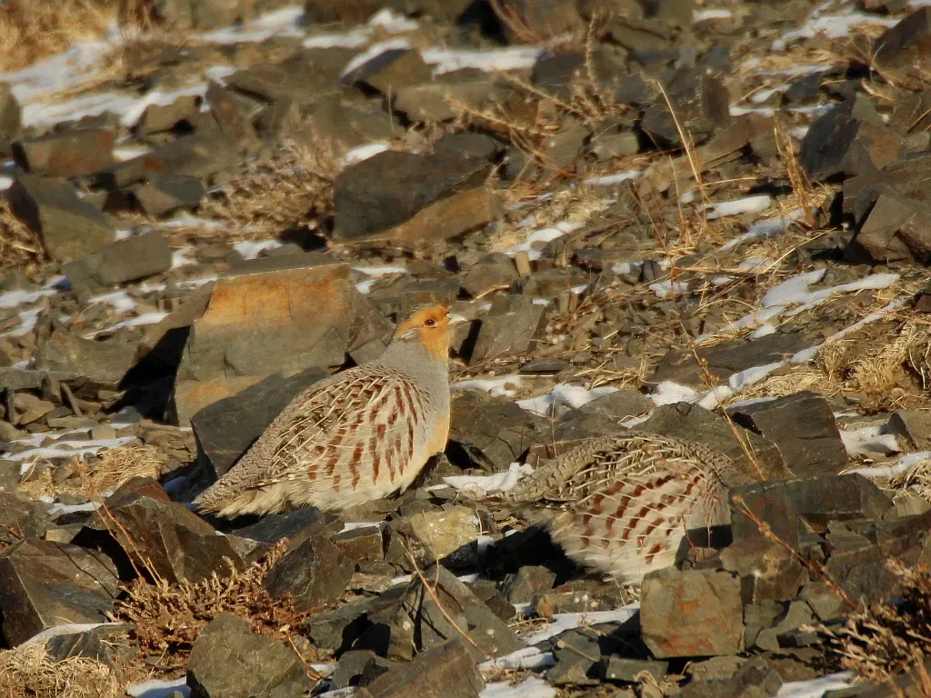 File:Perdix dauurica 109835518.jpg