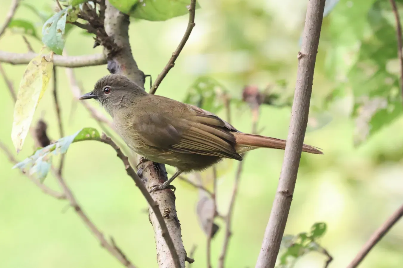 File:Eurillas curvirostris 238059319.jpg