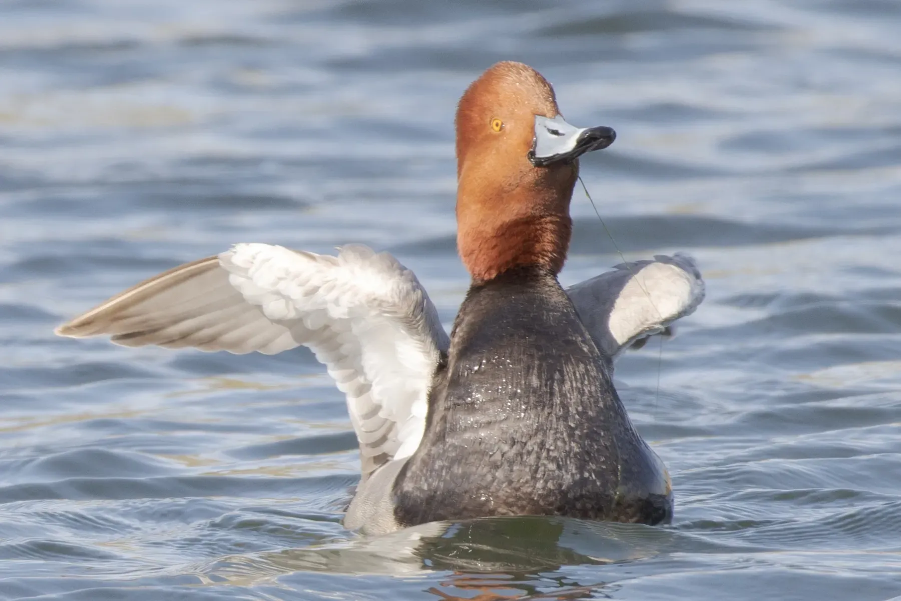 File:Aythya americana 257207310.jpg