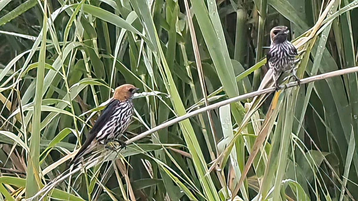File:Cecropis abyssinica, Savannezwaluw, Kleinstreepswael.jpg