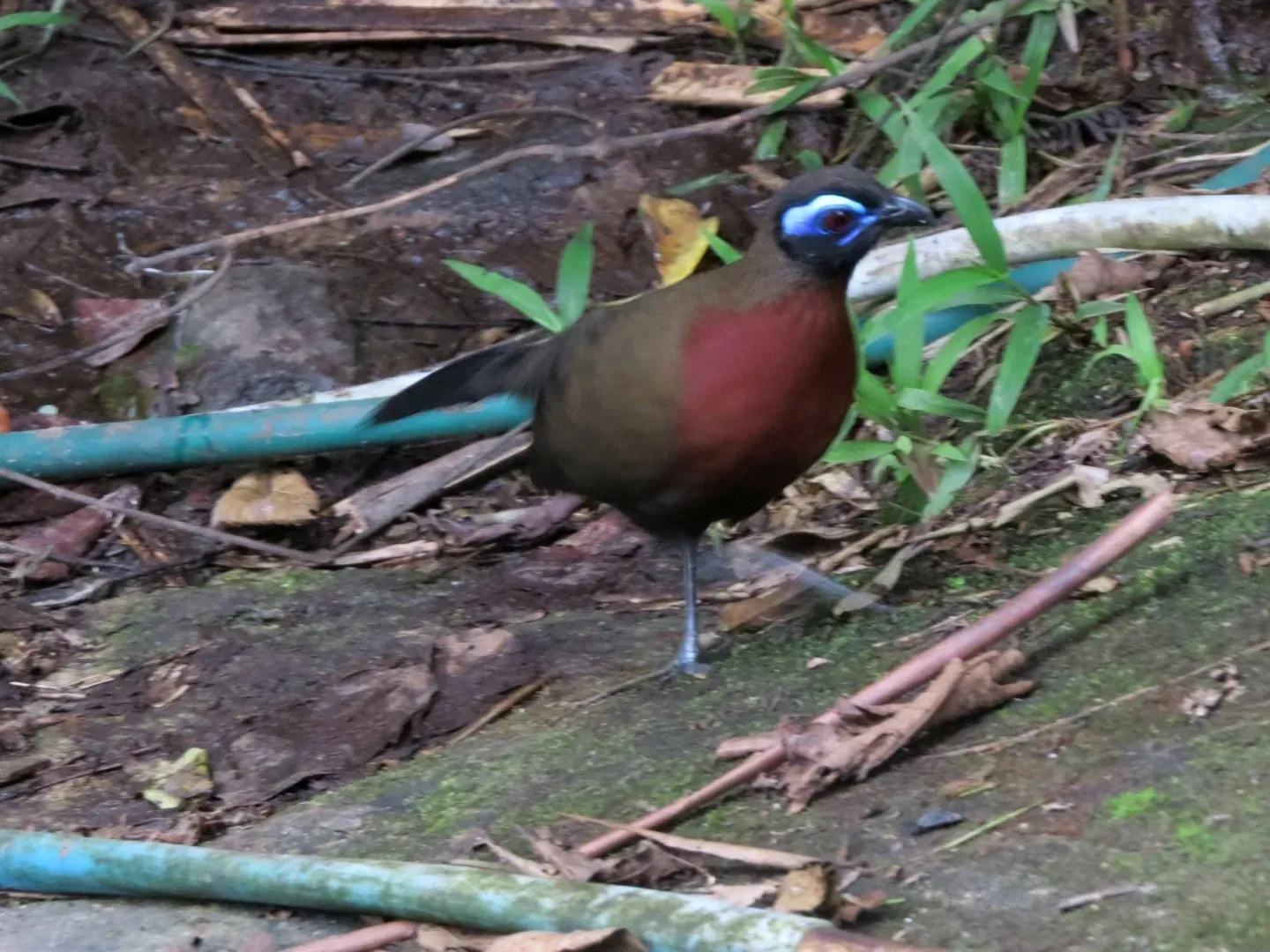 File:Coua serriana 49406215.jpg