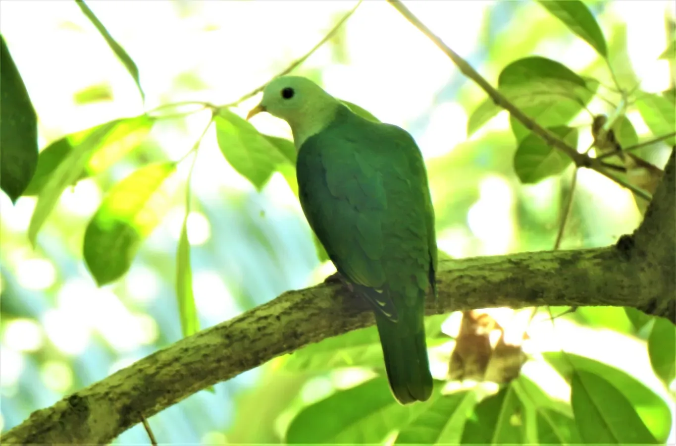 File:Ptilinopus leclancheri 37364509.jpg