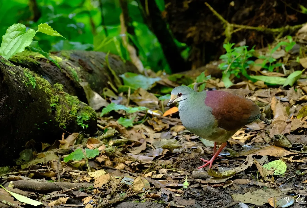 File:Zentrygon costaricensis 251810895.jpg