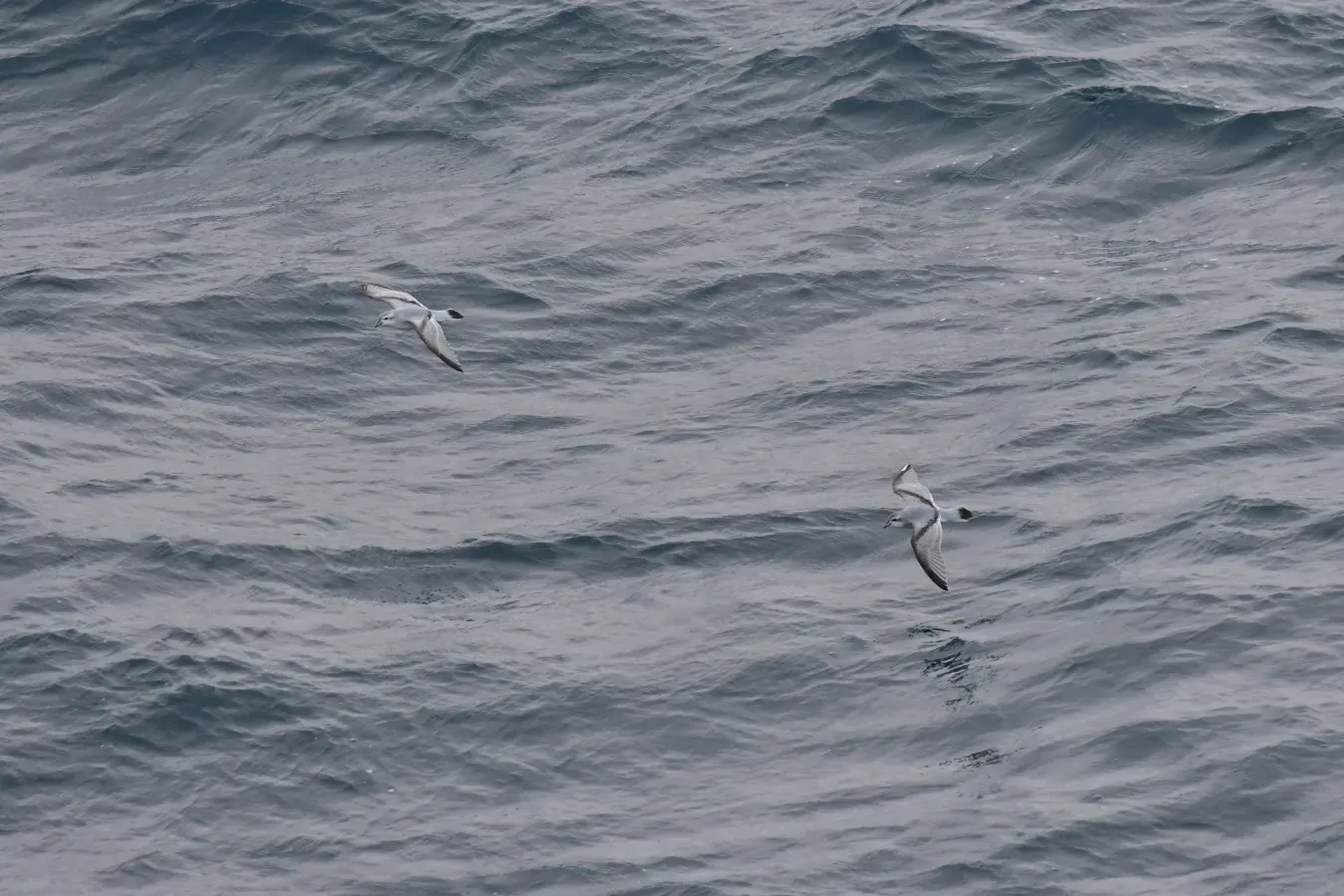 File:Pachyptila crassirostris crassirostris 128167762.jpg
