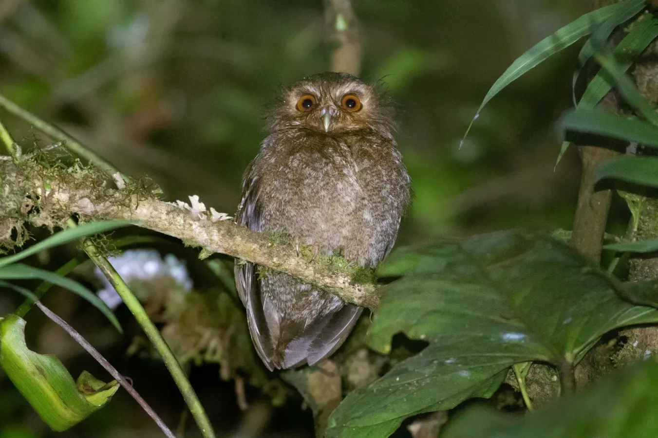 File:Xenoglaux loweryi 114619287.jpg