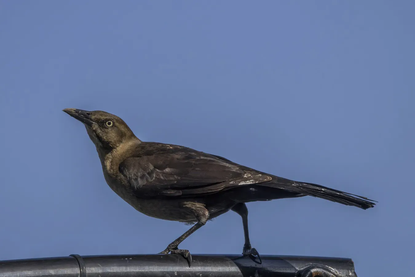File:Great-tailed grackle (Quiscalus mexicanus mexicanus) female Rio Dulce.jpg