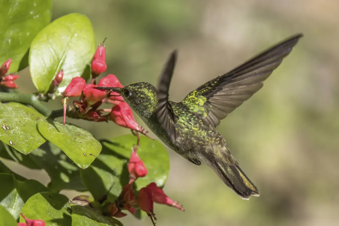 File:White-bellied emerald (Chlorestes candida candida) in flight Peten.jpg