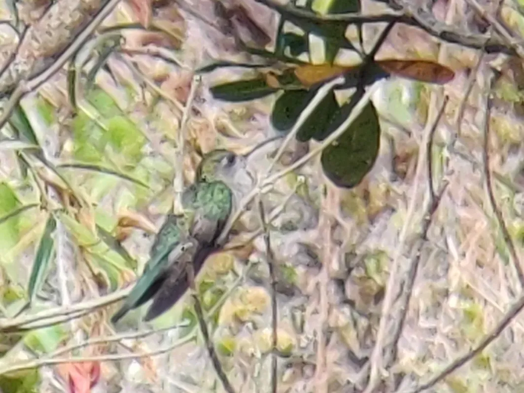 File:Campylopterus diamantinensis 233219885.jpg