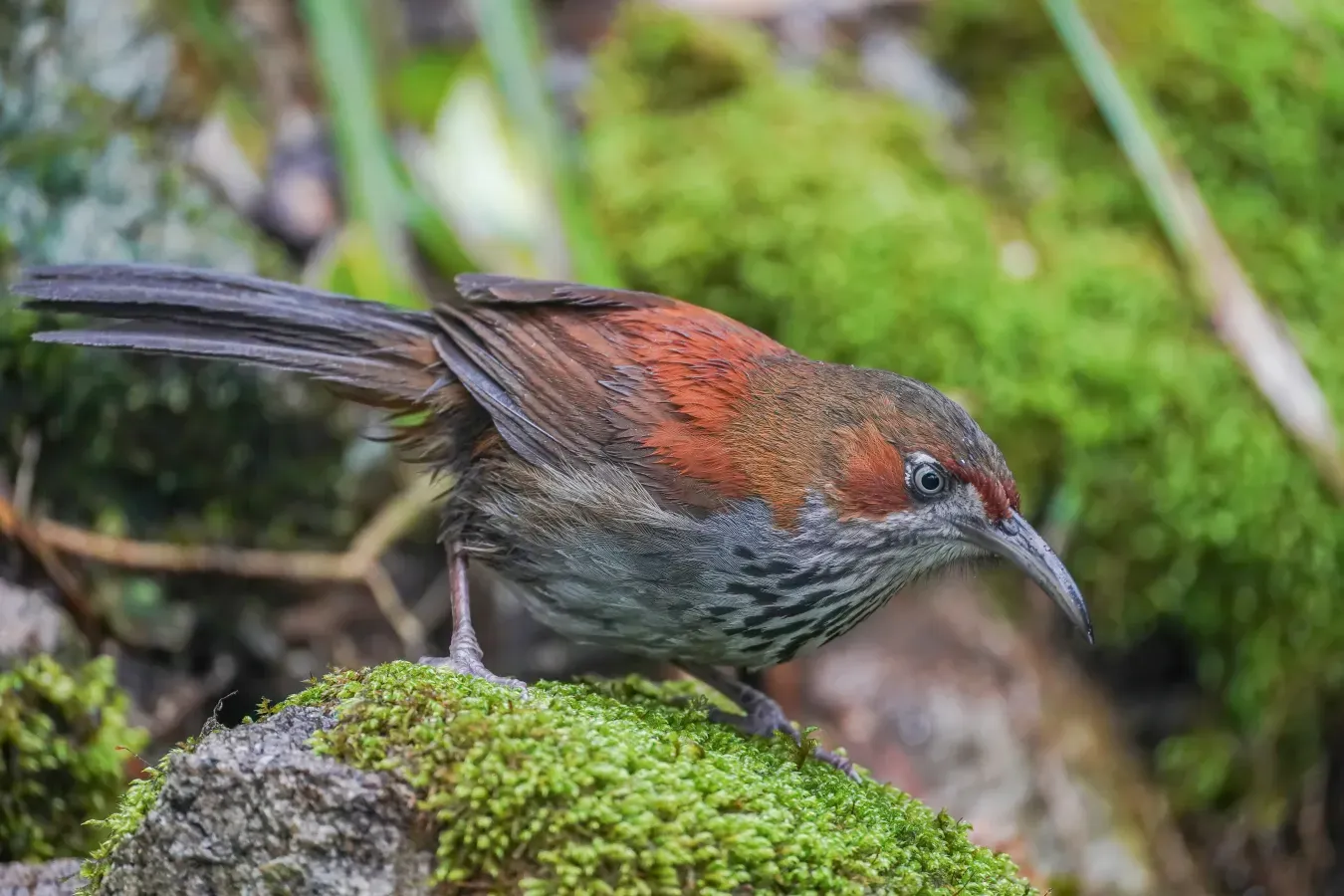File:Erythrogenys swinhoei.jpg
