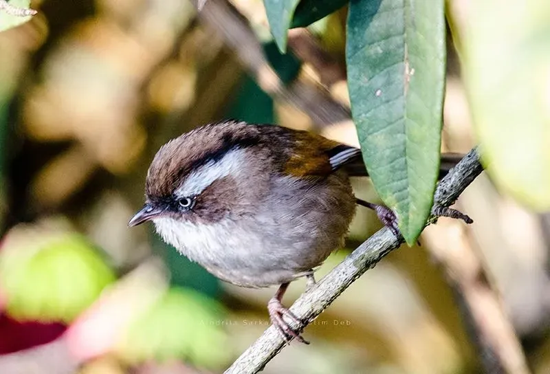 File:Fulvetta vinipectus 130858358.jpg