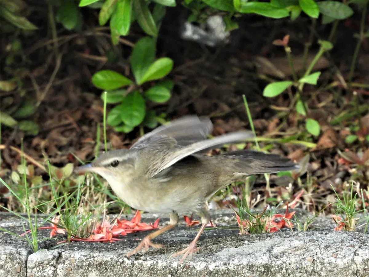 File:Helopsaltes pleskei, Hong Kong 234660770.jpg