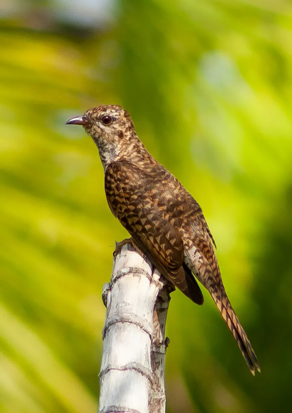 File:Plaintive Cuckoo Cacomantis merulinus (female).jpg