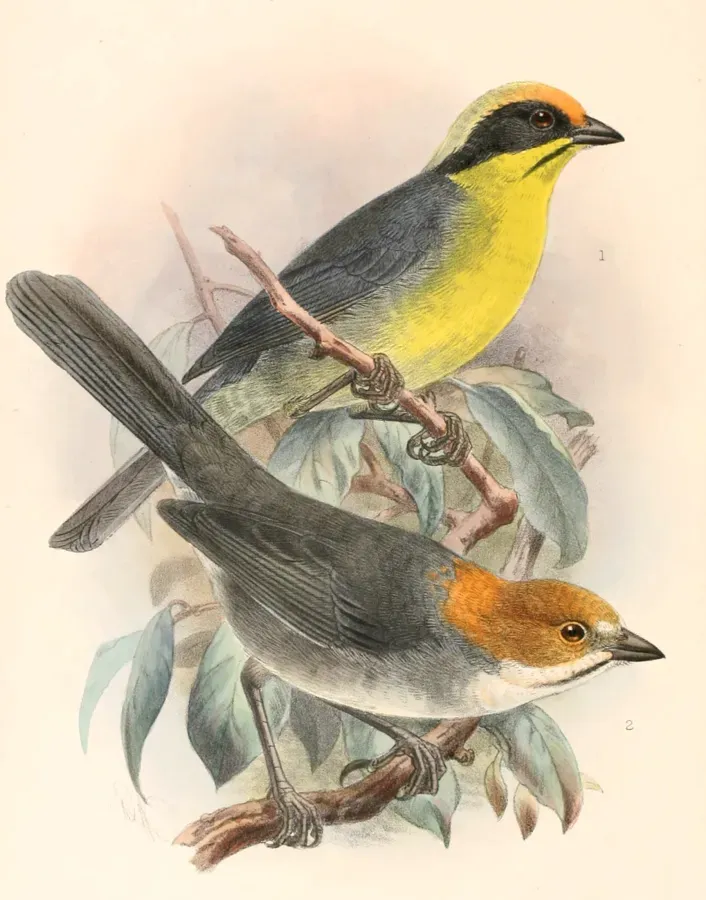 File:Atlapetes rufigenis Atlapetes latinuchus baroni.jpg