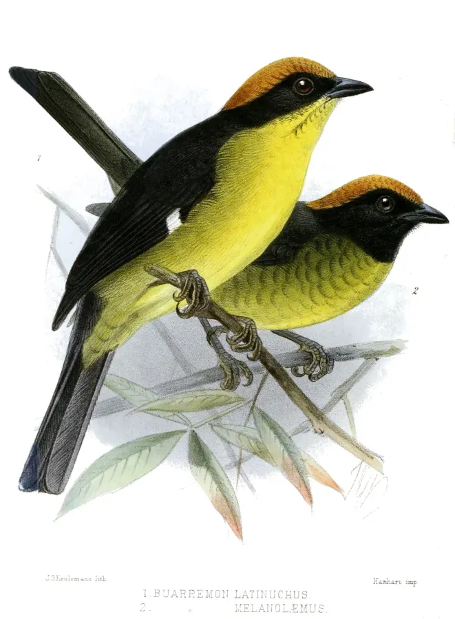 File:Atlapetes latinuchus and Atlapetes melanolaemus.jpg